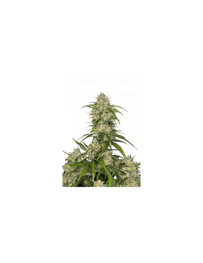 fastbuds-seeds-auto-sour-jealousy.jpg