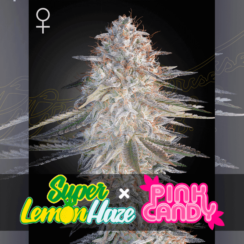 super-lemon-haze-pink-candy.jpg