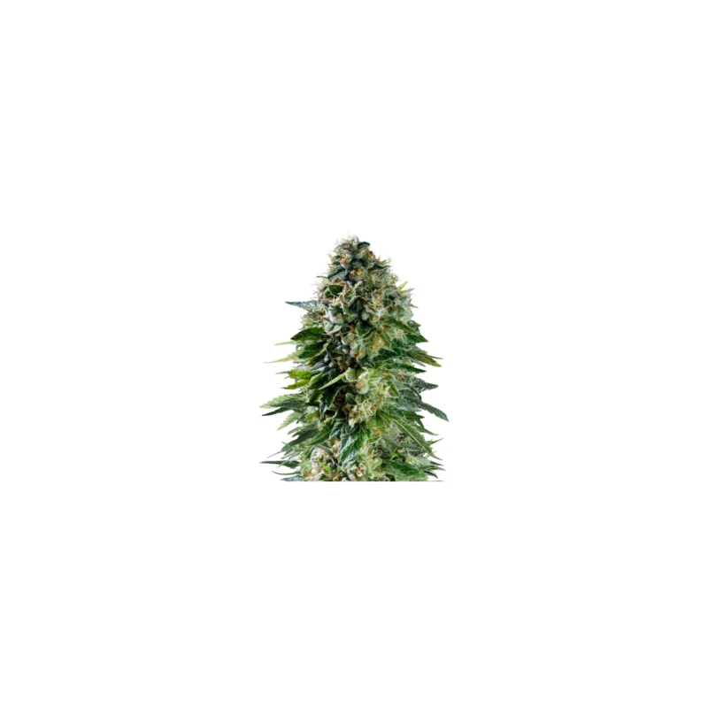 Corkscrew, 3Stk Autoflowering, Royal Queen Seeds