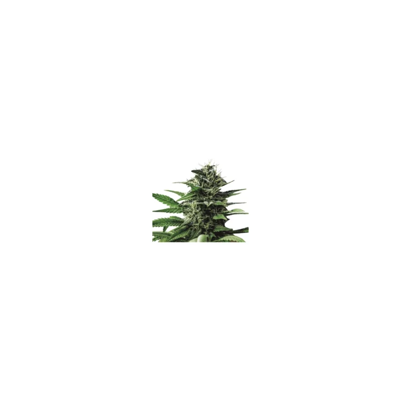Tatanka Pure, 3Stk CBD, Royal Queen Seeds