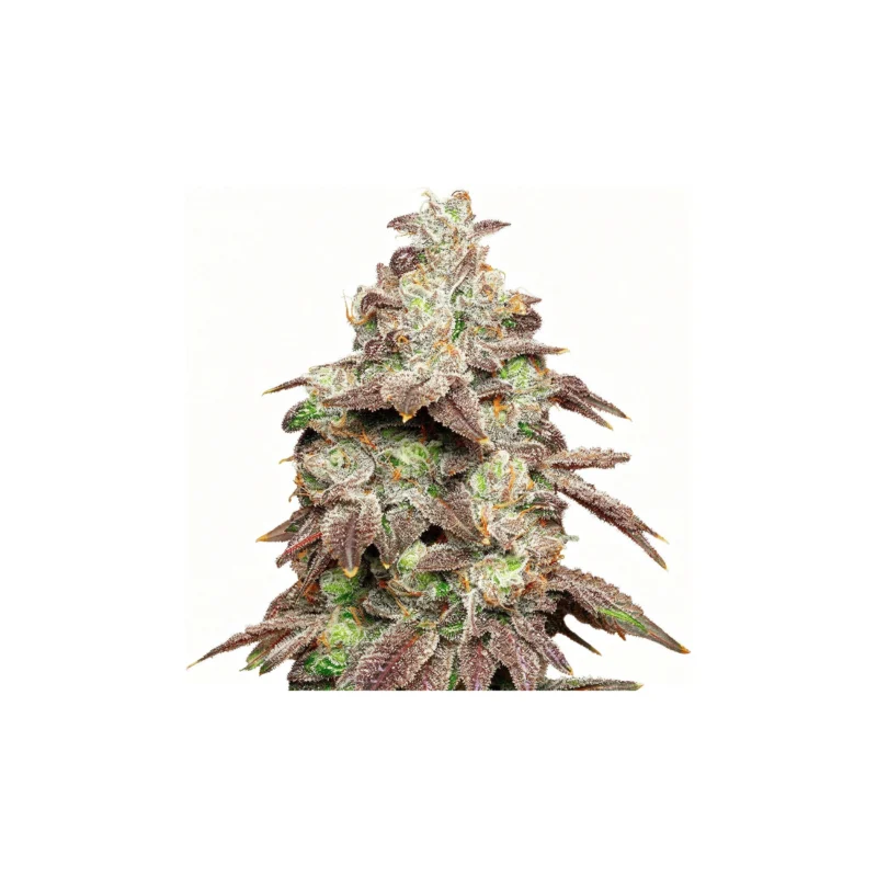 Fried Banana, 3Stk Feminisiert, Cookies Seed Bank