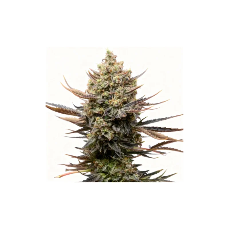 Corn Syrup, 3Stk Feminisiert, Cookies Seed Bank