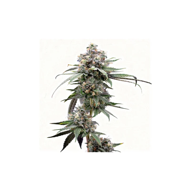 Pie Piss, 3Stk Feminisiert, Cookies Seed Bank