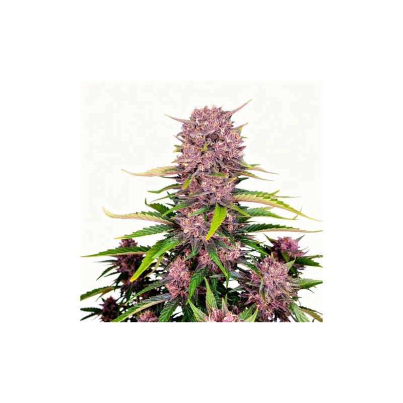 Purple Lemonade, 5Stk Auto, Fast Buds