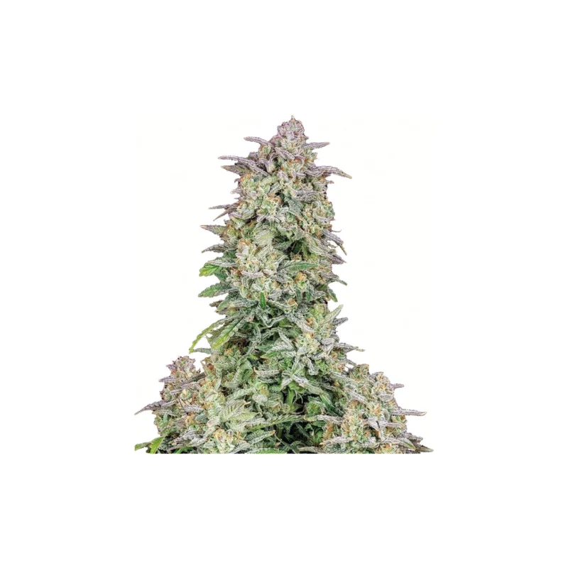 Forbidden Runtz, 3Stk Auto, Fast Buds