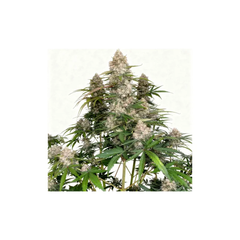 Ztrawberriez, 5Stk Auto, Fast Buds