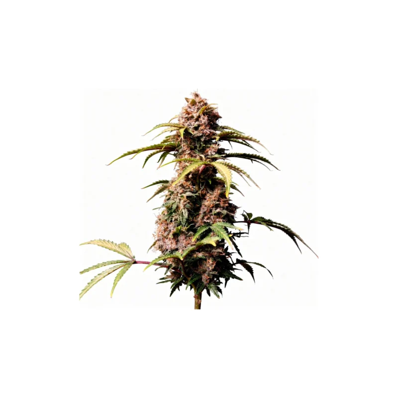 Amnesia Z Auto - auto - 3 Stk. - 420 Fast Buds