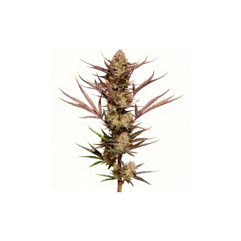 Apple Strudel Auto - auto - 3 Stk. - 420 Fast Buds