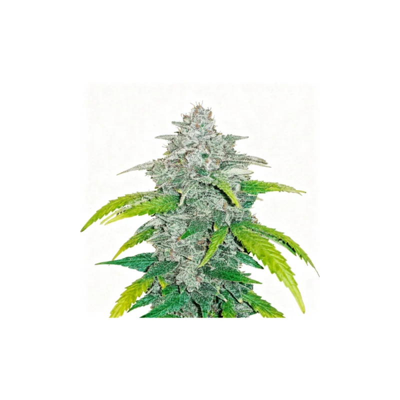 Blue Dream Auto - auto - 3 Stk. - 420 Fast Buds