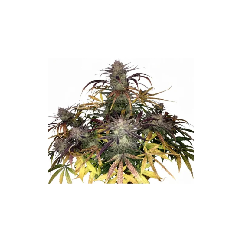 Bruce Banner Auto - auto - 3 Stk. - 420 Fast Buds