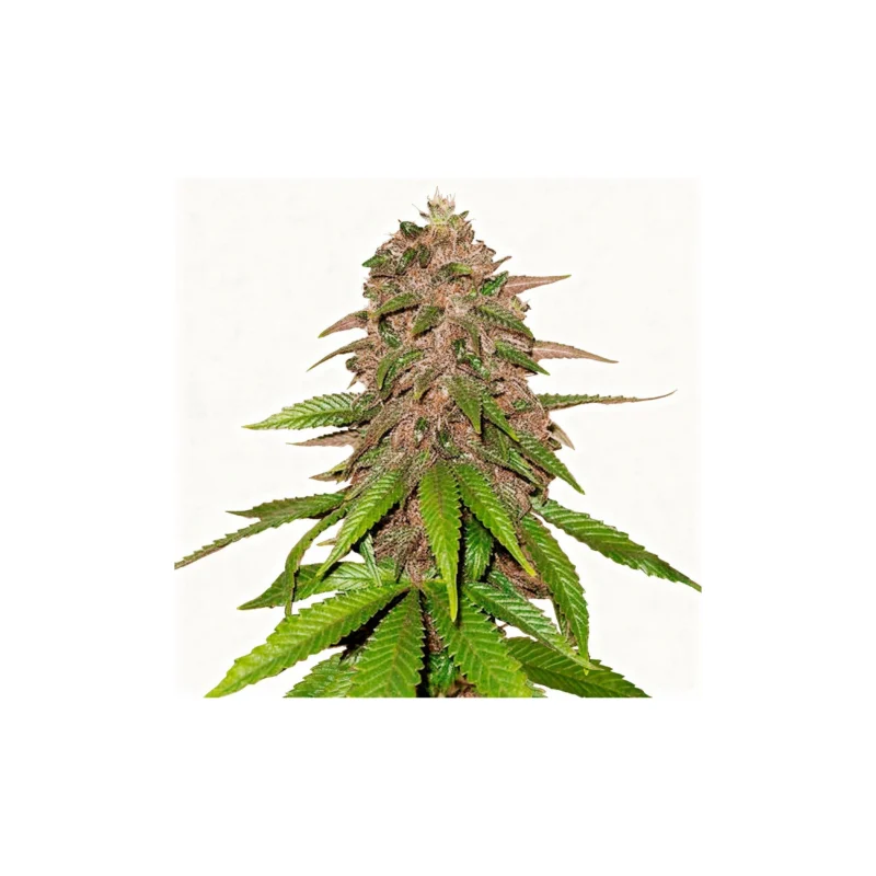 C4 Auto - auto - 3 Stk. - 420 Fast Buds