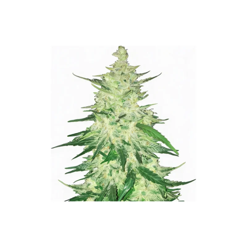 CBD Auto 1:1 - auto - 3 Stk. - 420 Fast Buds