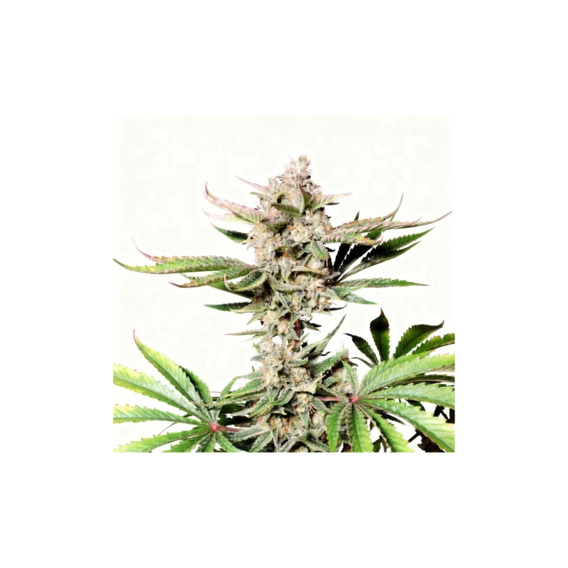 Chery Cola Auto - auto - 3 Stk. - 420 Fast Buds