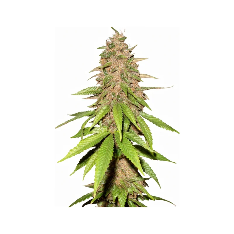 Cream Cookies Auto - auto - 3 Stk. - 420 Fast Buds