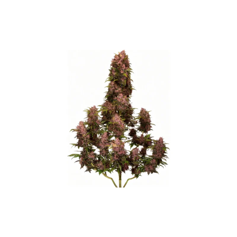 Crystal METH Auto - auto - 3 Stk. - 420 Fast Buds