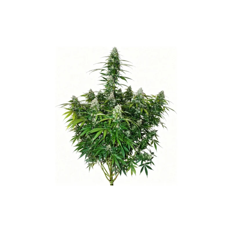 Californian Snow Auto - auto - 3 Stk. - 420 Fast Buds