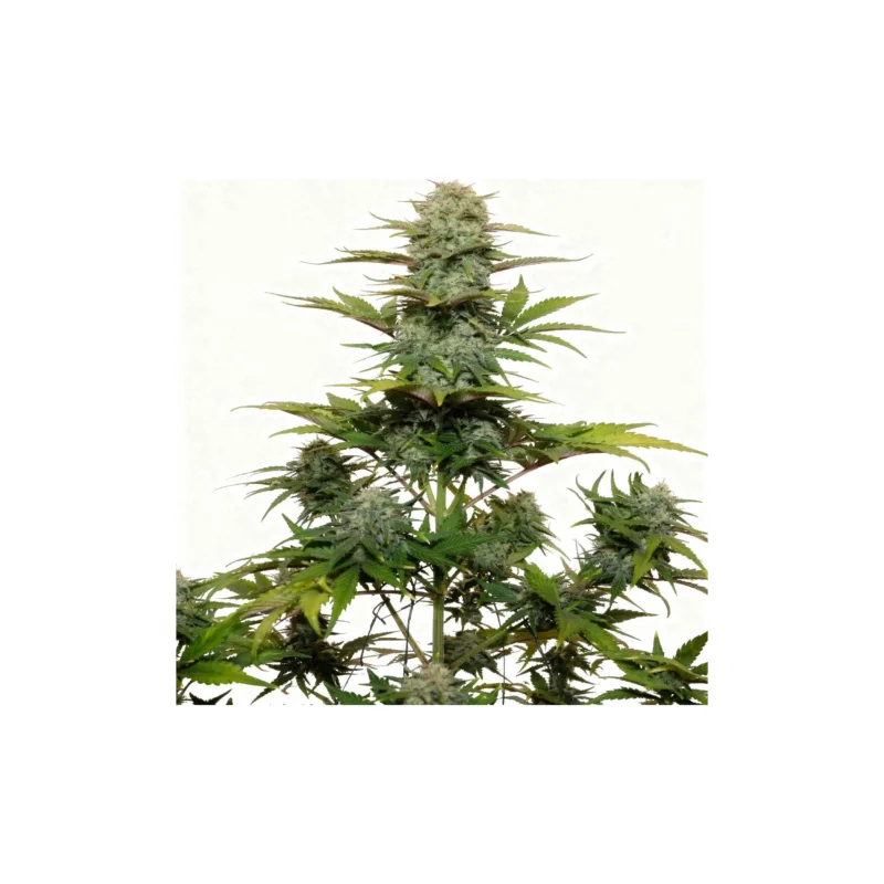 G14 Auto - auto - 3 Stk. - 420 Fast Buds