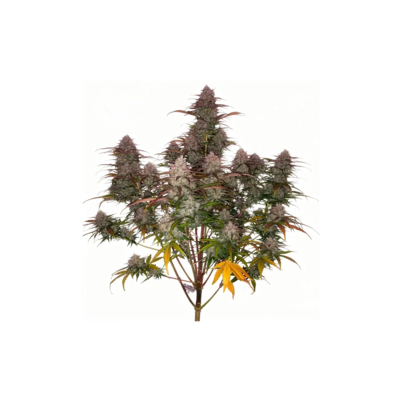 Green Crack Auto - auto - 3 Stk. - 420 Fast Buds