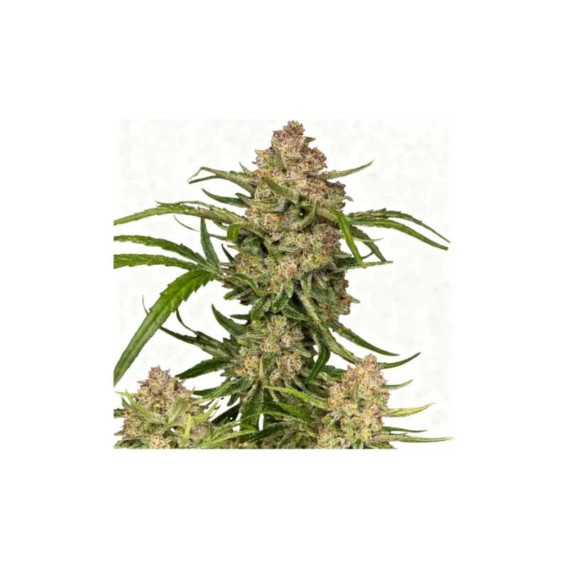 Guava Auto - auto - 3 Stk. - 420 Fast Buds