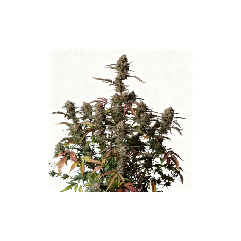 Gorilla Z Auto - auto - 3 Stk. - 420 Fast Buds