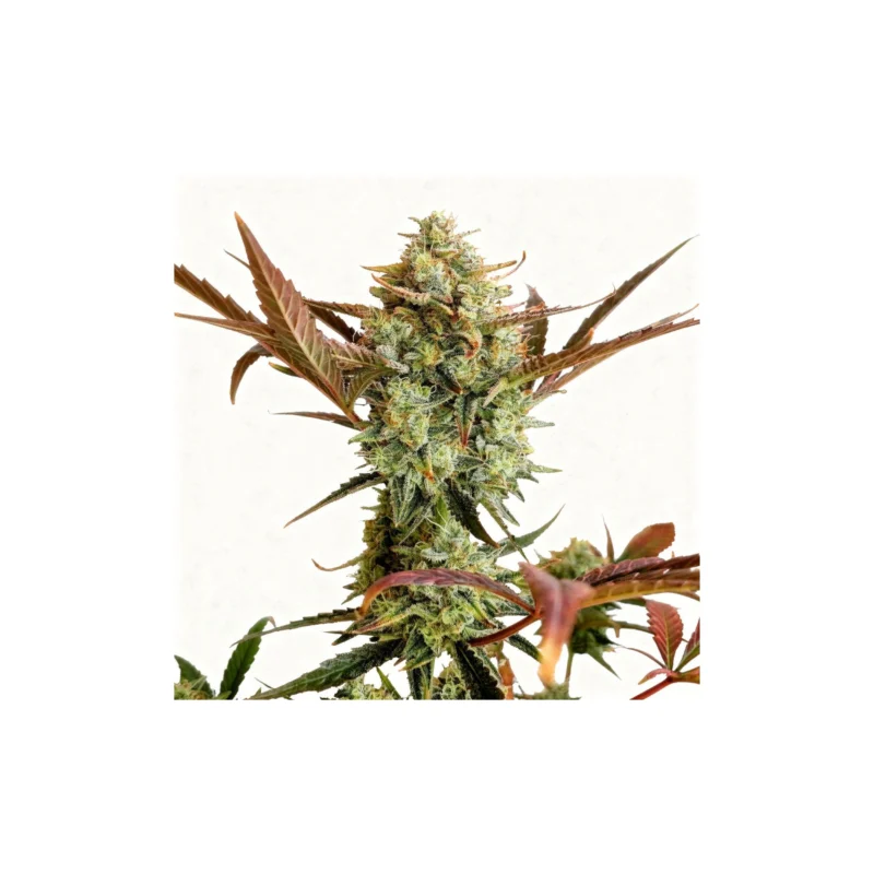 Ztrawberriez Auto - auto - 3 Stk. - 420 Fast Buds