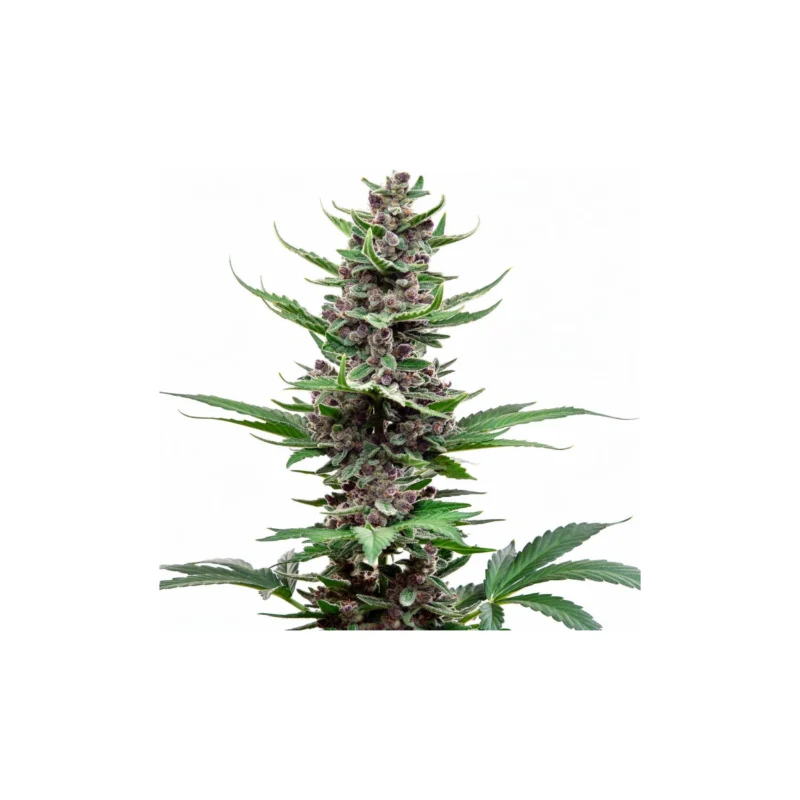 Tropicana Cookies FF - fem. - 3 Stk. - 420 Fast Buds