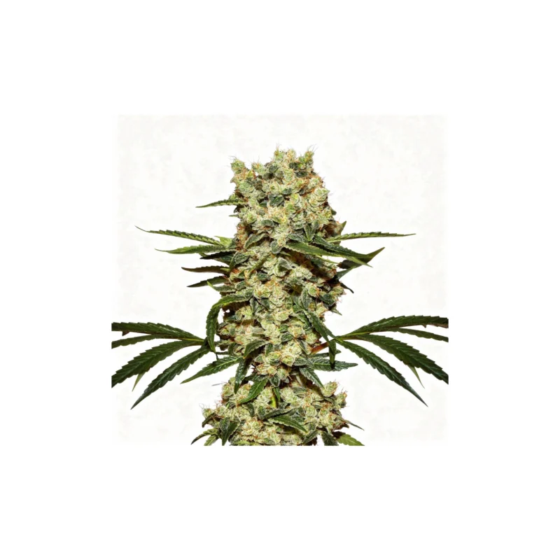 Super Northern Lights, 4Stk Auto, HW Seed Co.