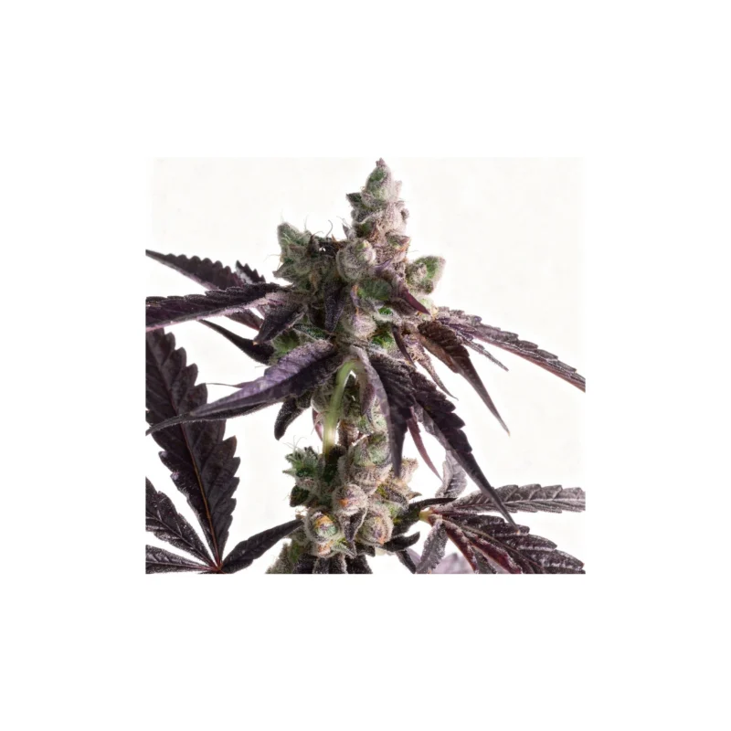 Scissors Sisters, 5Stk Feminisiert, Botafarm