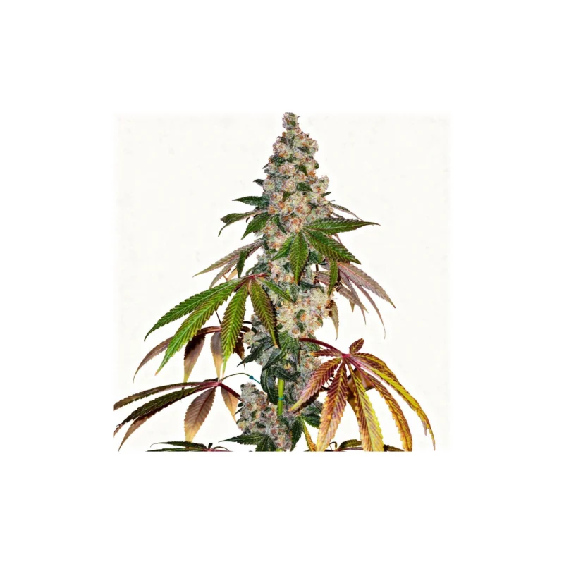 Cherry Pie OG S1, 5Stk Feminisiert, Ethos Genetics