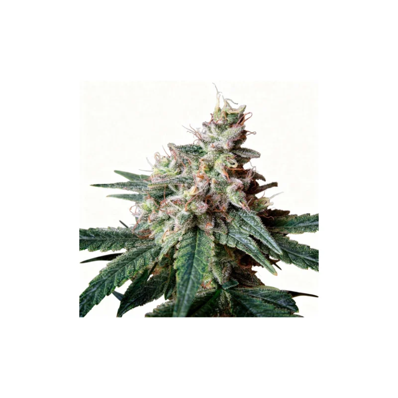Cream Caramel F1 Fast, 3Stk Feminisiert, Sweet Seeds