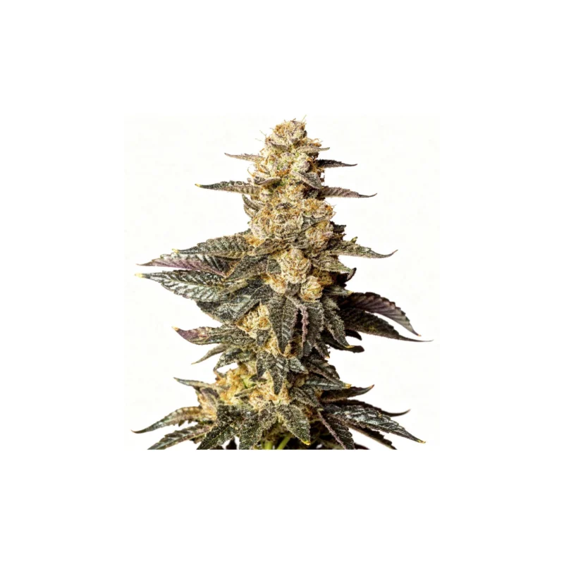 Zkittaberry, 3Stk Auto, Exotic Seeds Zkittaberry, 3Stk Auto, Exotic Seeds