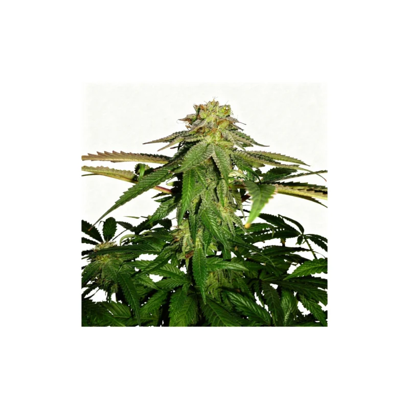 Corleone Kush, 6Stk Feminisiert, The Cali Connection