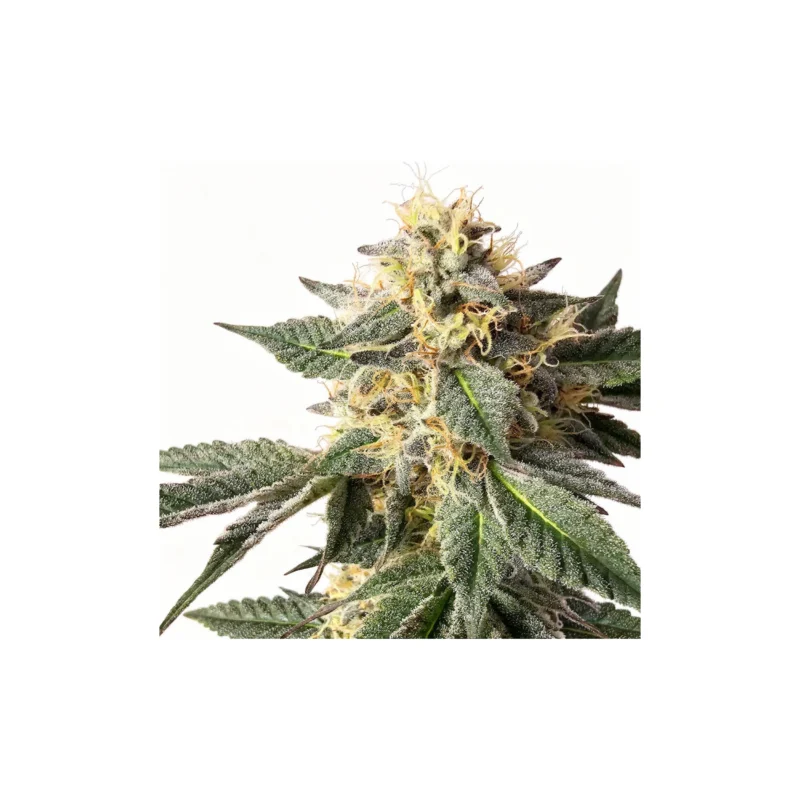 ZerealZ, 4Stk Feminisiert, HW Seed Co. ZerealZ, 4Stk Feminisiert, HW Seed Co.