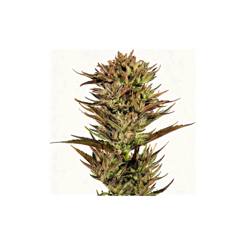 Thin Mint x Sour Pinot, 3Stk Auto, Barney's Farm