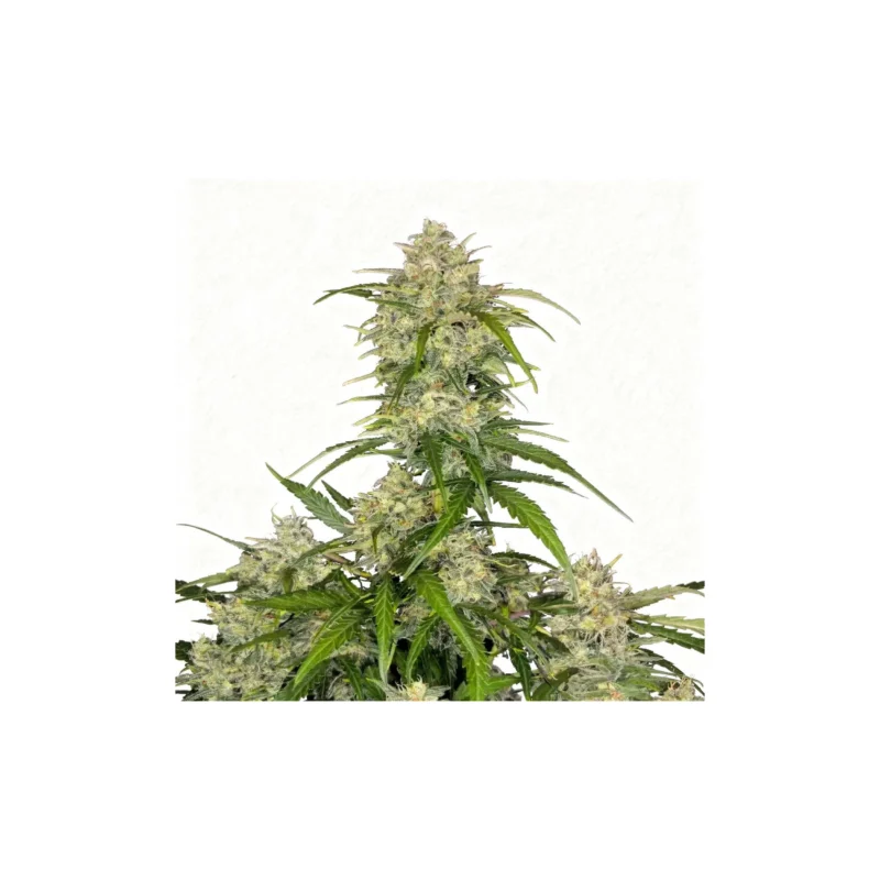 Sour Jealousy, 3Stk Auto, Fast Buds