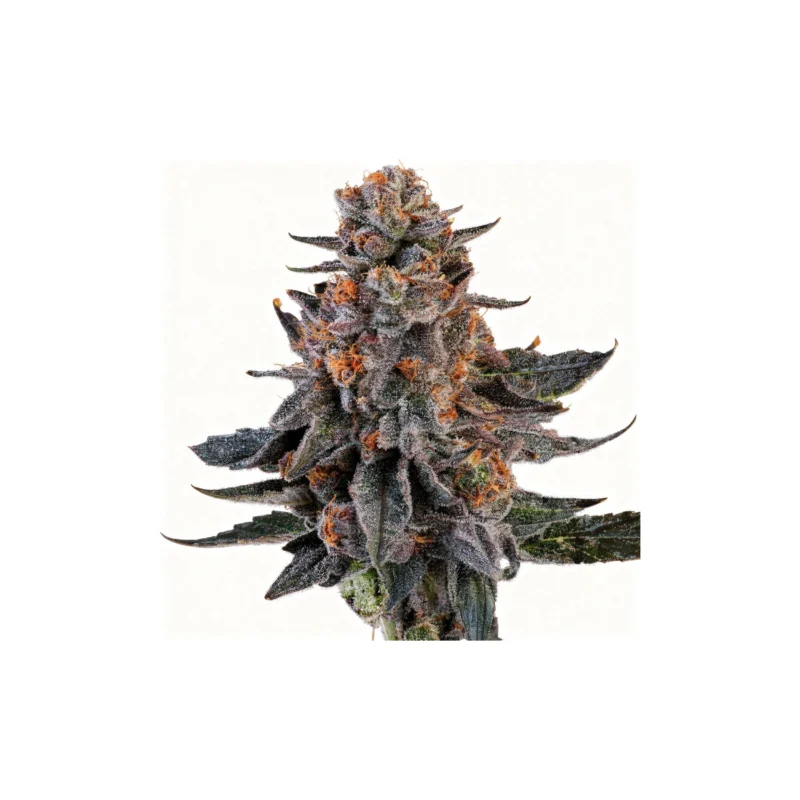 Wizard Fuel, 3Stk Feminisiert, Wizard Trees Wizard Fuel, 3Stk Feminisiert, Wizard Trees