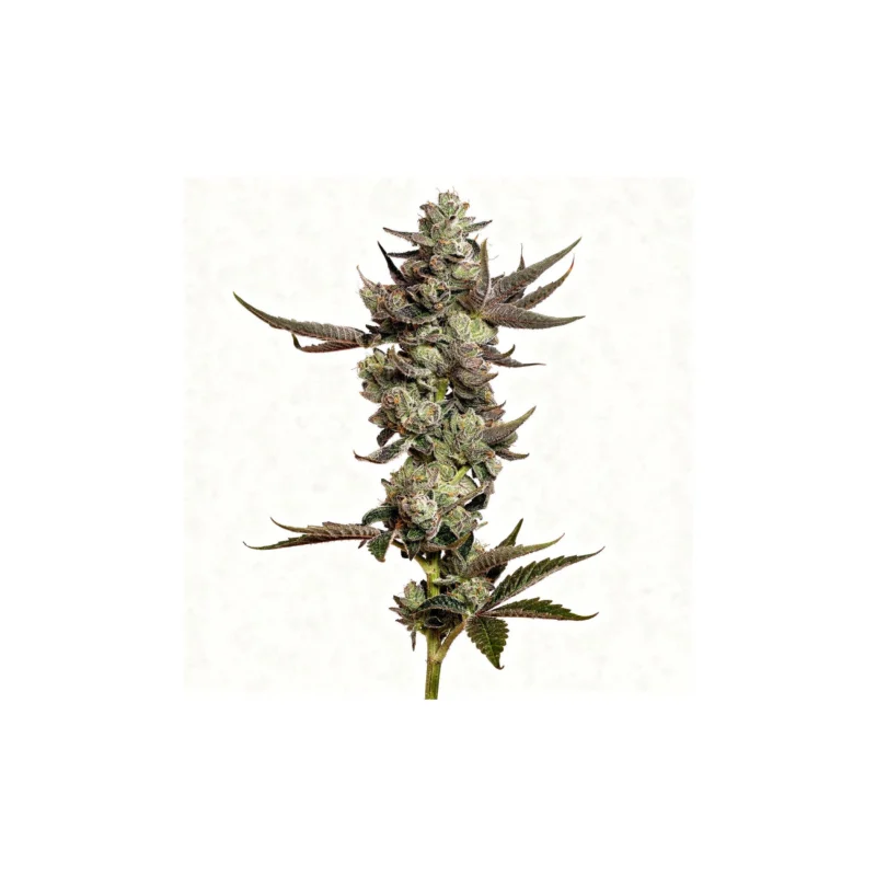 Cali Tings, 3Stk Feminisiert, Wizard Trees