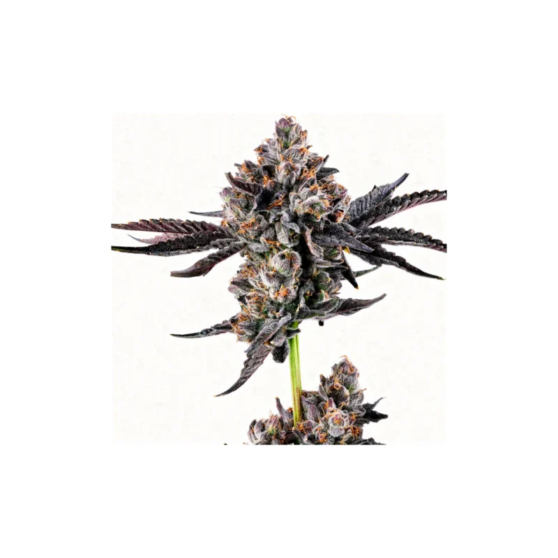 Broadway Runtz, 3Stk Feminisiert, Wizard Trees