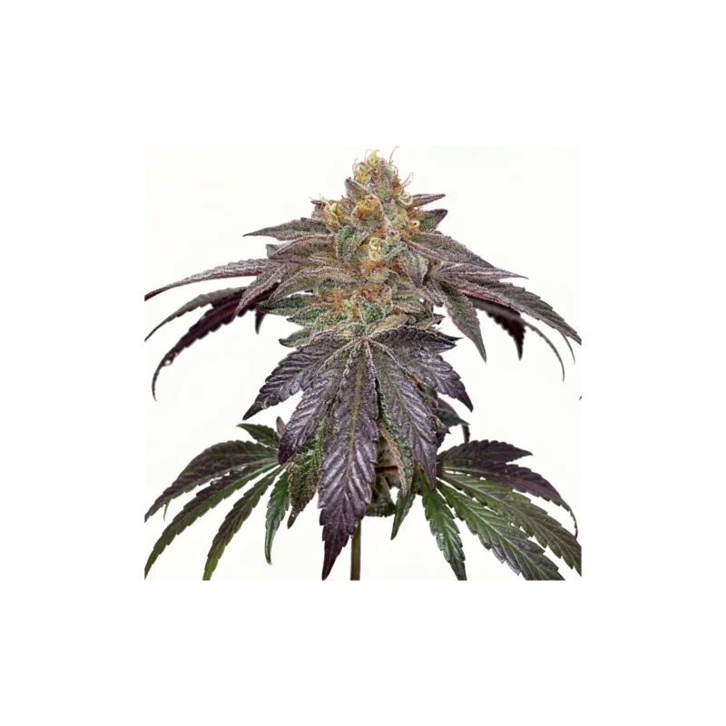 Cherry Limeade, 6Stk Feminisiert, Doja