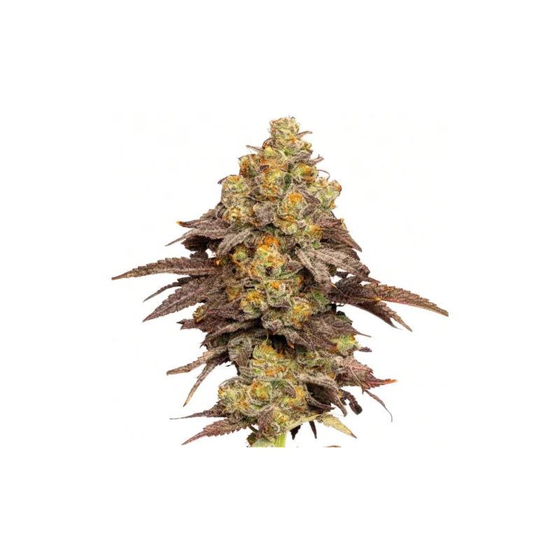 Zkittlez x Coffin Candy, 10Stk Regular, Doja x Duke of Erb Zkittlez x Coffin Candy, 10Stk Regular, Doja x Duke of Erb