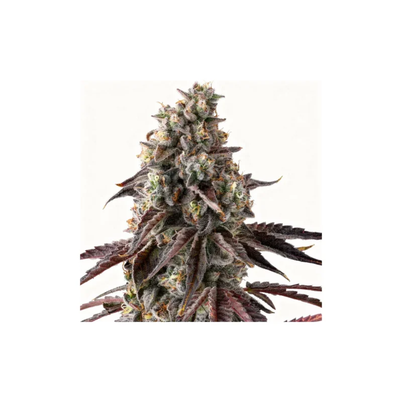 Fruit Riot, 3Stk Feminisiert, Compound Genetics