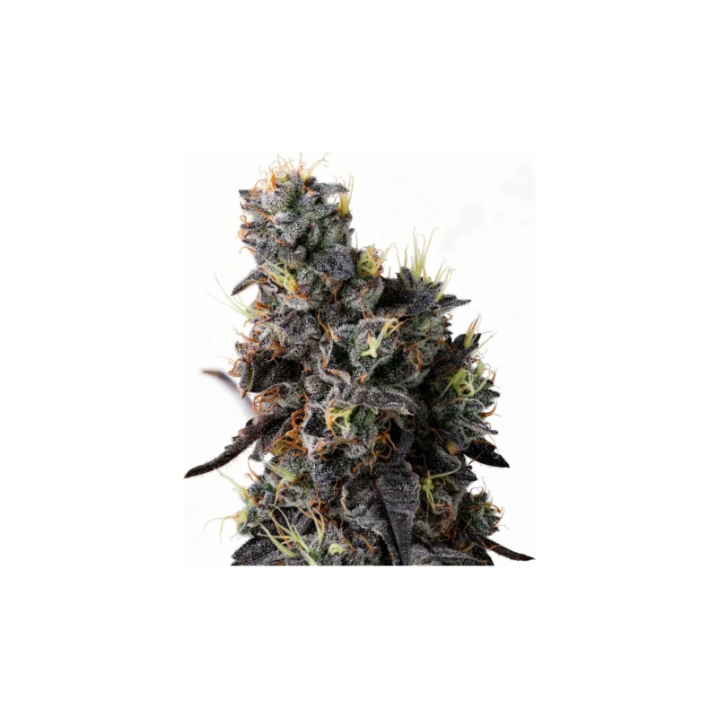 Giggin' Grapes, 3Stk Feminisiert, Compound Genetics