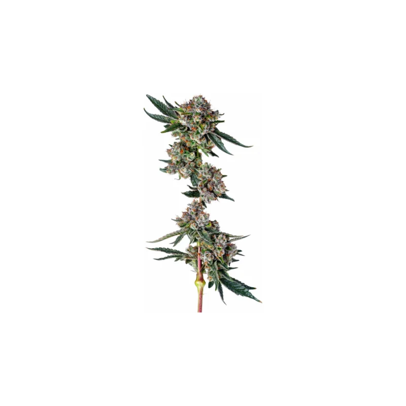 Glue31, 3Stk Feminisiert, Compound Genetics