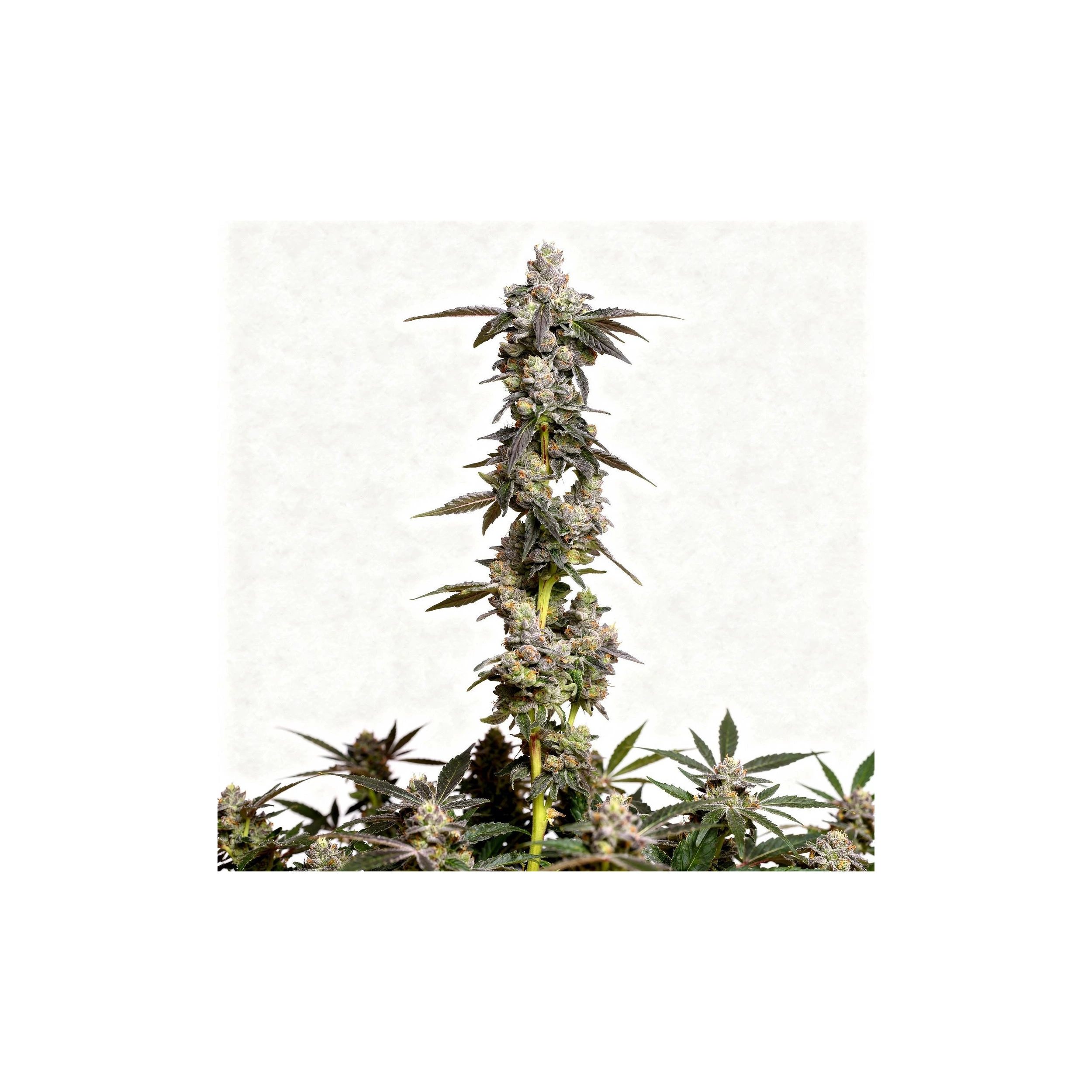 Medellin x Apples n Bananas, 12Stk Feminisiert, Compound Genetics Medellin x Apples n Bananas, 12Stk Feminisiert, Compound Genetics