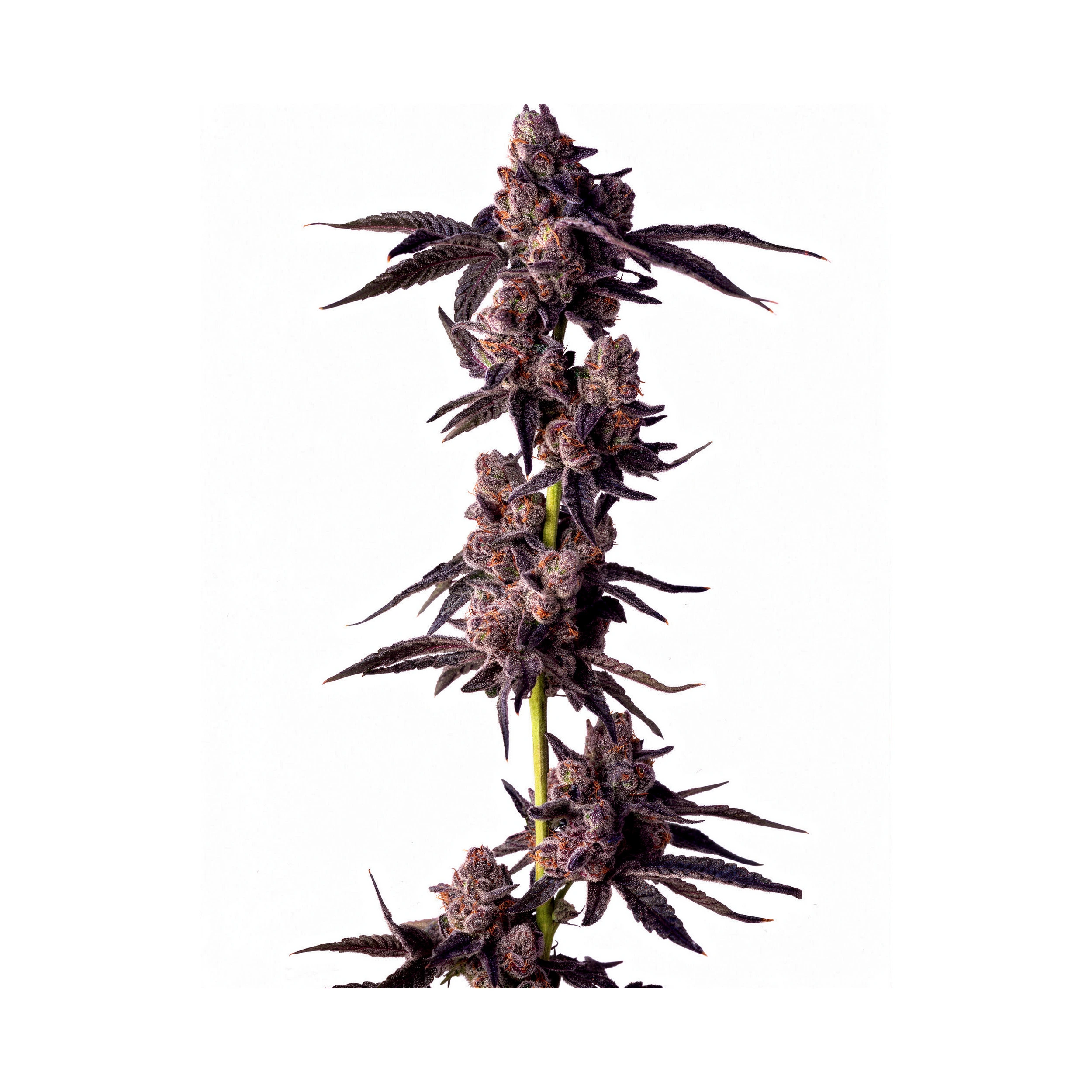 Mellowz, 3Stk Feminisiert, Compound Genetics Mellowz, 3Stk Feminisiert, Compound Genetics