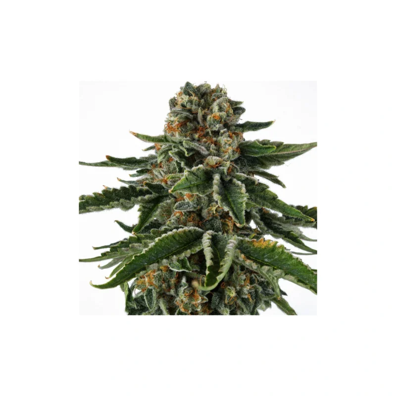 Mr Jones, 3Stk Feminisiert, Compound Genetics