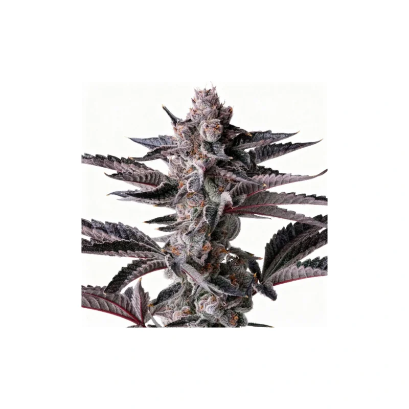 New Money, 3Stk Feminisiert, Compound Genetics