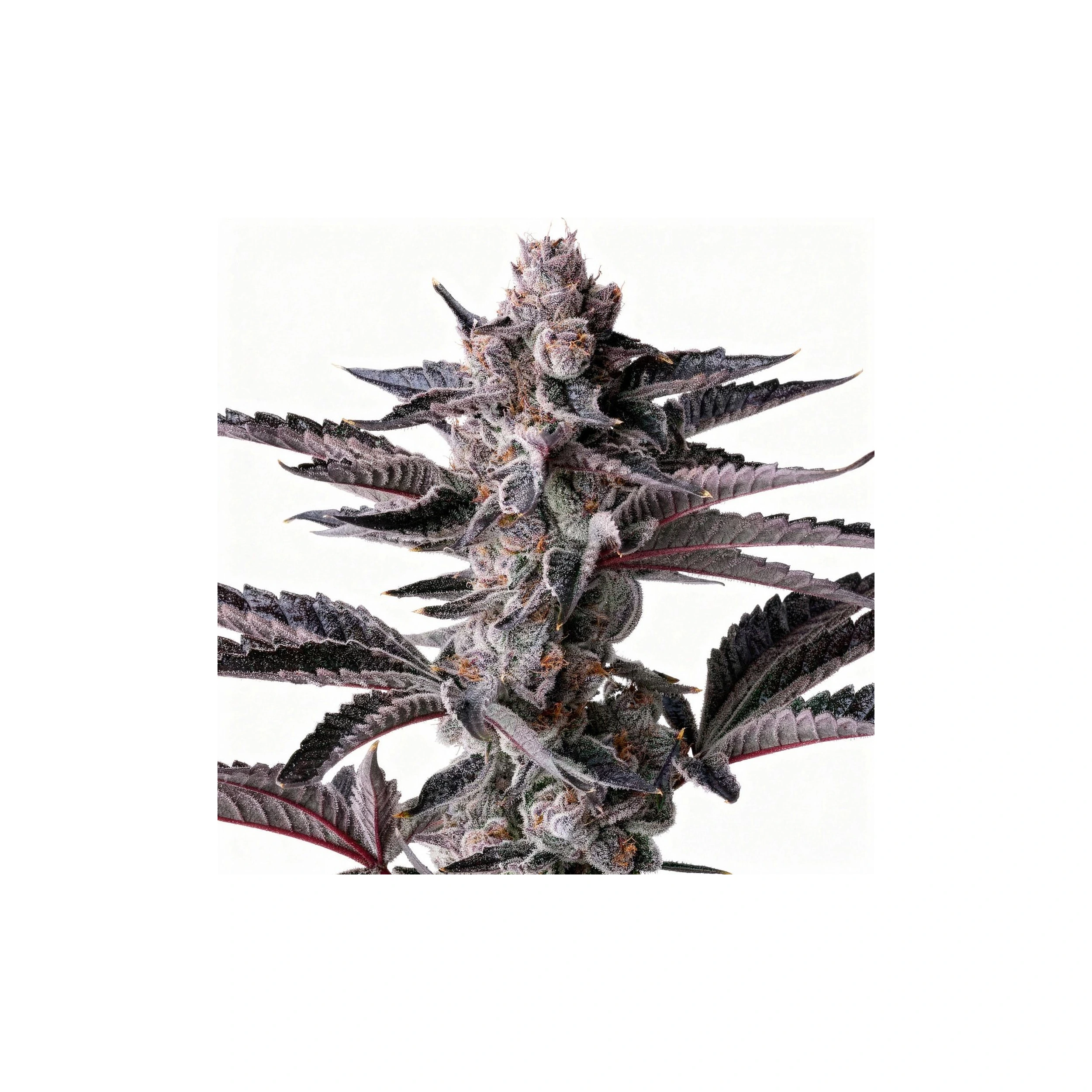 New Money, 3Stk Feminisiert, Compound Genetics New Money, 3Stk Feminisiert, Compound Genetics