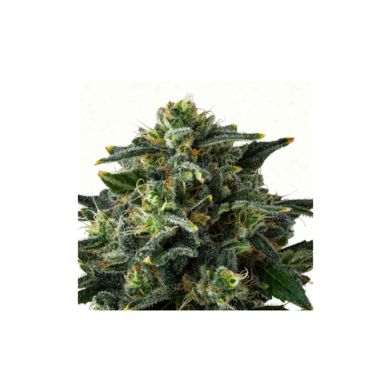 Philbo Baggins, 3Stk Feminisiert, Compound Genetics