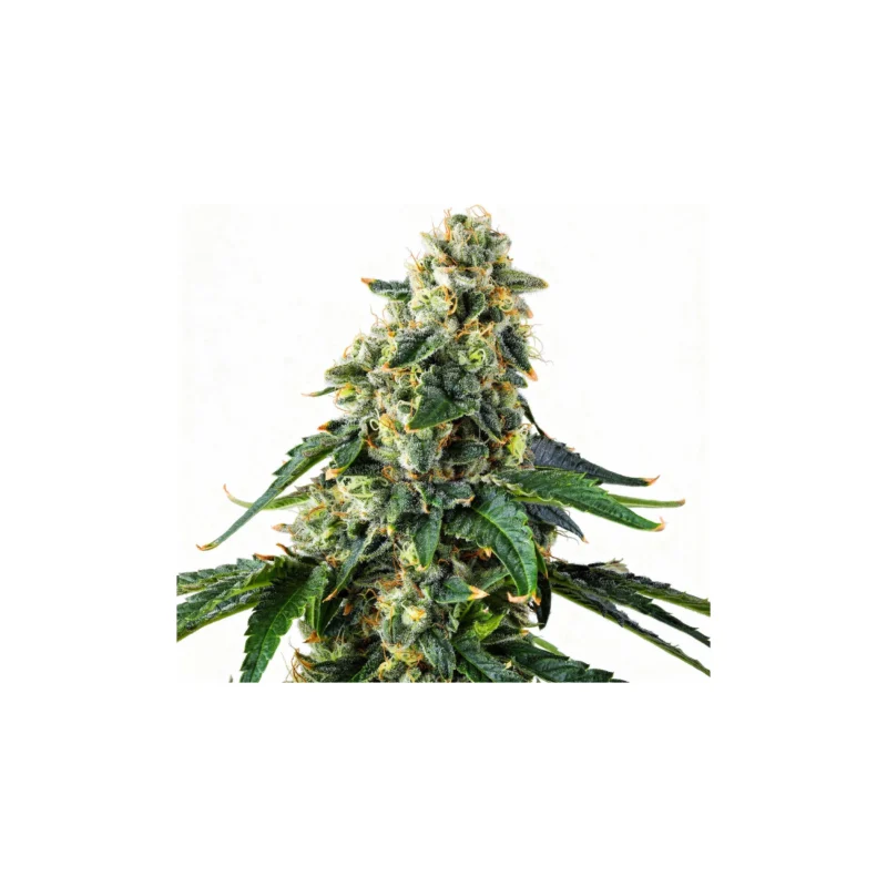 Presidential Pardon, 3Stk Feminisiert, Compound Genetics